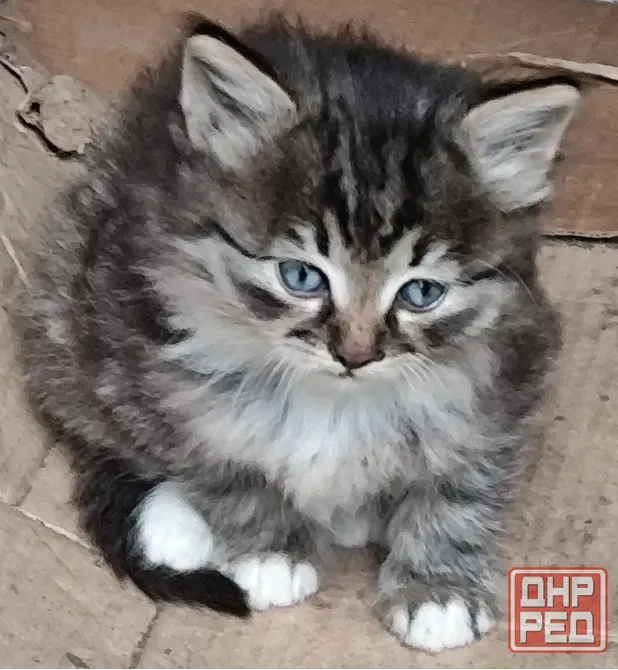 Отдам котят в хорошие руки Макеевка - изображение 1