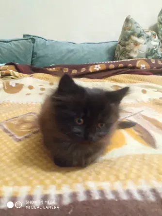 отдам котенка Донецк