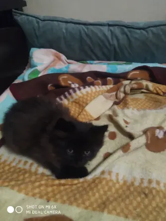 отдам котенка Донецк