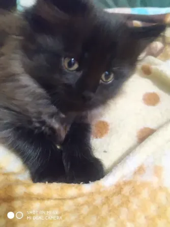 отдам котенка Донецк