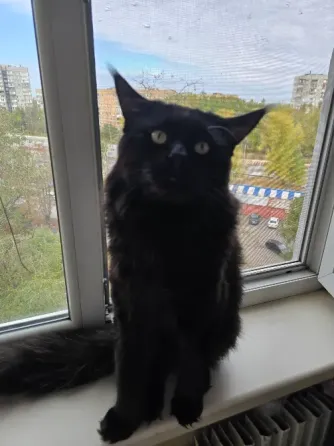 Кот мейкун на вязку Донецк