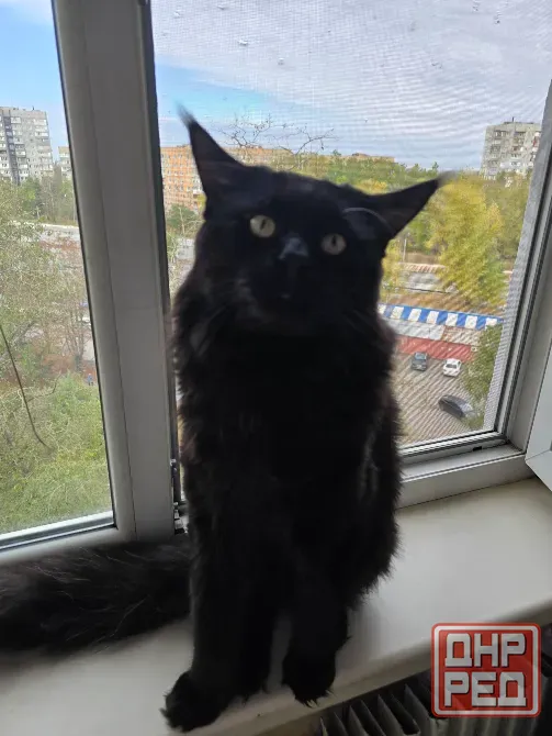 Кот мейкун на вязку Донецк - изображение 1