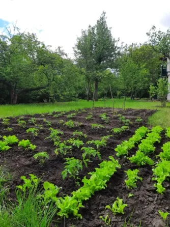 Продам земельный участок с домостроением в Снт "Ветеран" ( Донецкое море) Донецк