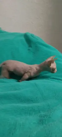Животные Снежное