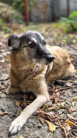Ищем дом для собаки (девочка, 10 лет) Донецк