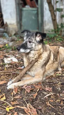 Ищем дом для собаки (девочка, 10 лет) Донецк