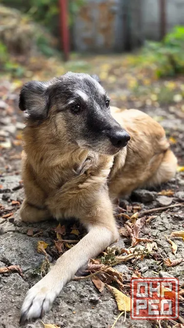 Ищем дом для собаки (девочка, 10 лет) Донецк - изображение 4