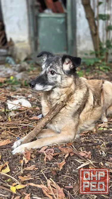 Ищем дом для собаки (девочка, 10 лет) Донецк - изображение 3