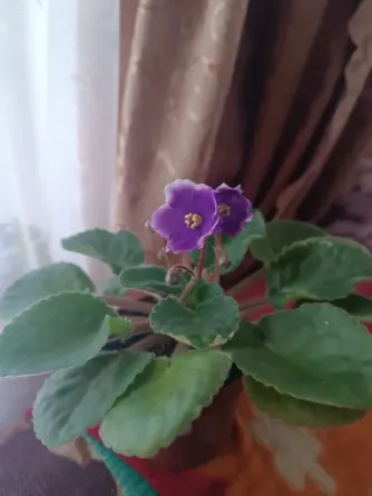 Фиалка сортовая Донецк