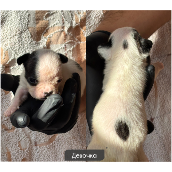 Щенки французского бульдога Донецк