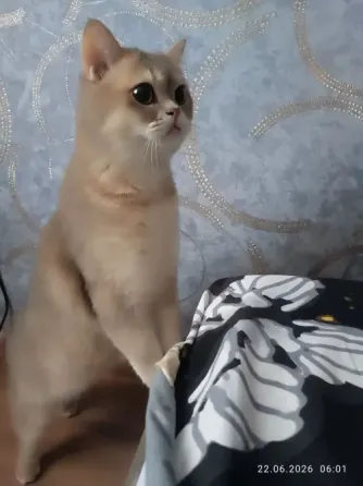 Отдам кота Макеевка