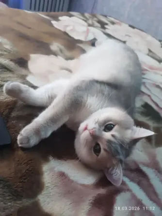 Отдам кота Макеевка