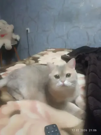 Отдам кота Макеевка