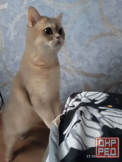 Отдам кота Макеевка - изображение 3