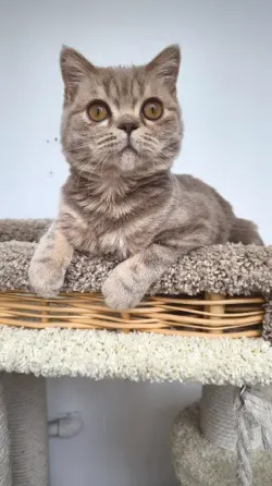 Шотландская короткошерстная Донецк