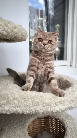 Шотландская короткошерстная Донецк