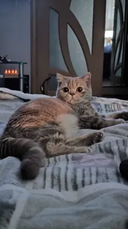 Шотландская короткошерстная Донецк