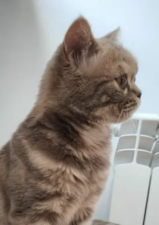 Шотландская короткошерстная Донецк
