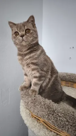 Шотландская короткошерстная Донецк