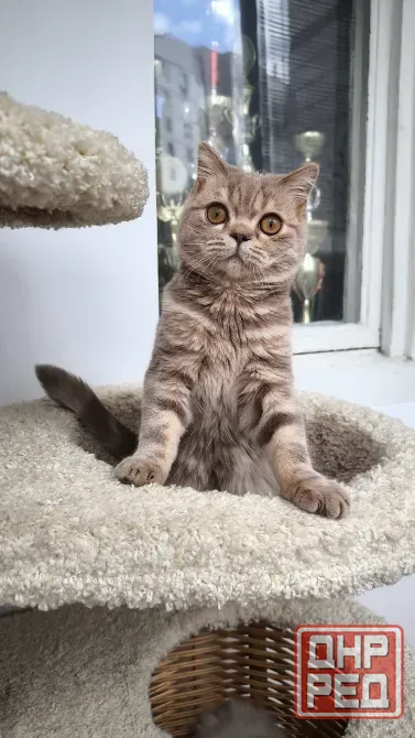Шотландская короткошерстная Донецк - изображение 5