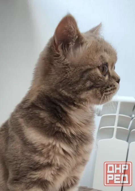 Шотландская короткошерстная Донецк - изображение 2
