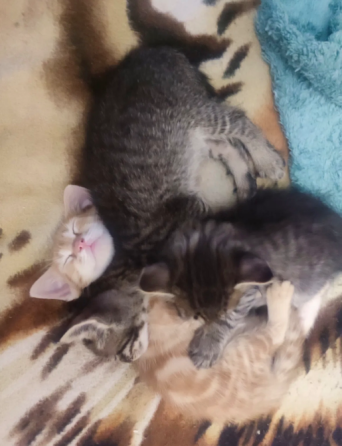 Котята в добрые руки Донецк