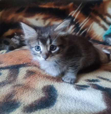 Котята в добрые руки Донецк