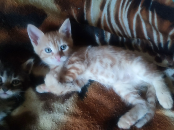 Котята в добрые руки Донецк