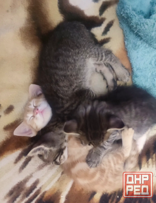 Котята в добрые руки Донецк - изображение 4