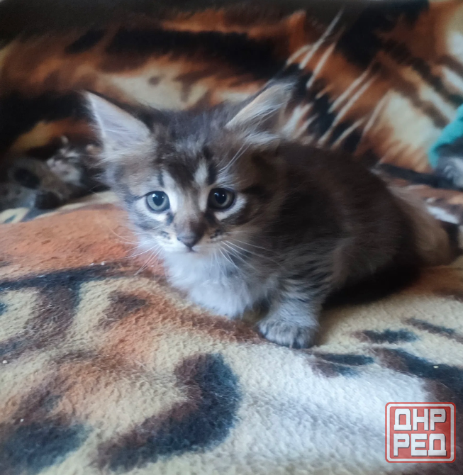 Котята в добрые руки Донецк - изображение 5