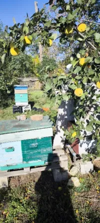 Мед разнотравье Макеевка