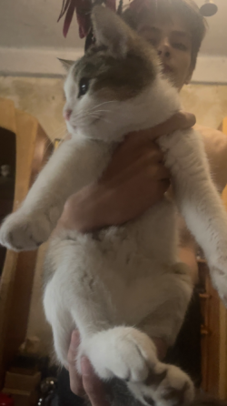 Котенок Донецк