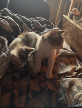 Котенок Донецк