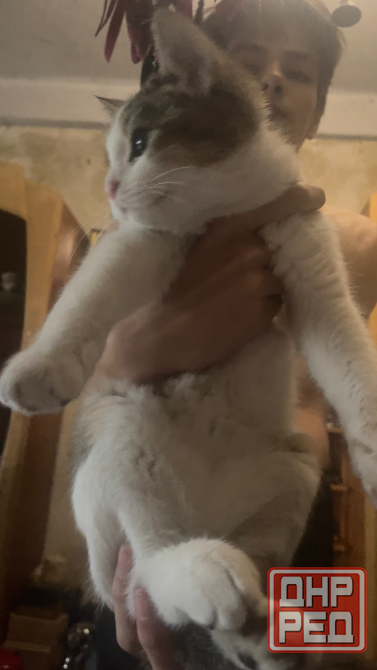 Котенок Донецк - изображение 3