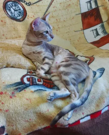Кошка серенгети Мариуполь