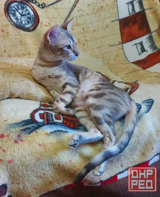 Кошка серенгети Мариуполь - изображение 1