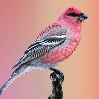 Певчие птицы. Макеевка