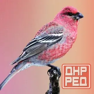 Певчие птицы. Макеевка - изображение 3