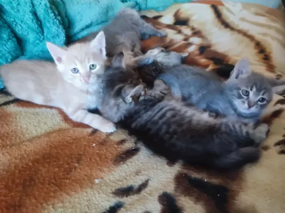 Котята 1.5 месяца Донецк