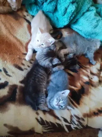 Котята 1.5 месяца Донецк