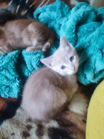 Котята 1.5 месяца Донецк