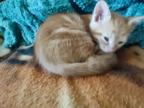 Котята 1.5 месяца Донецк