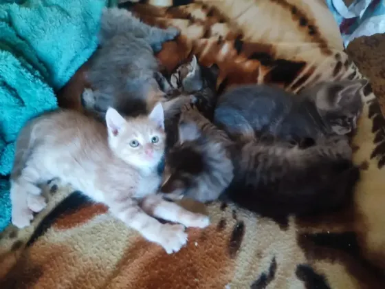 Котята 1.5 месяца Донецк