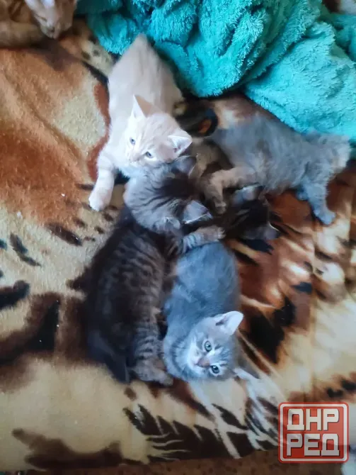Котята 1.5 месяца Донецк - изображение 6