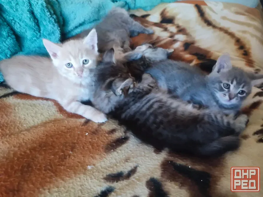 Котята 1.5 месяца Донецк - изображение 7