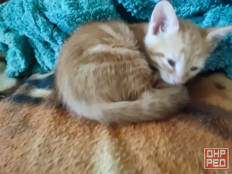Котята 1.5 месяца Донецк - изображение 4