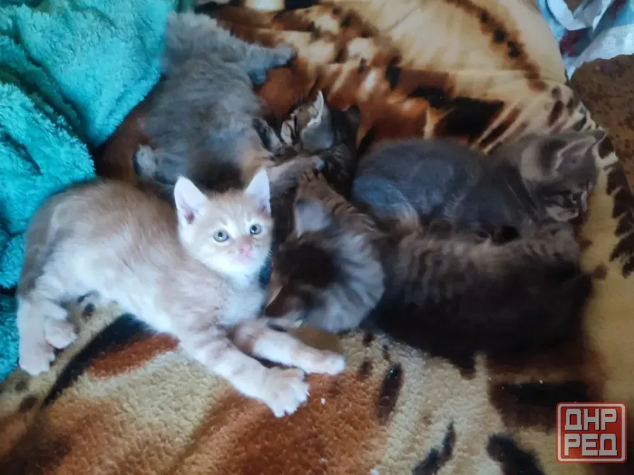 Котята 1.5 месяца Донецк - изображение 1