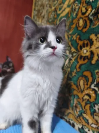 Котенок в добрые руки Донецк