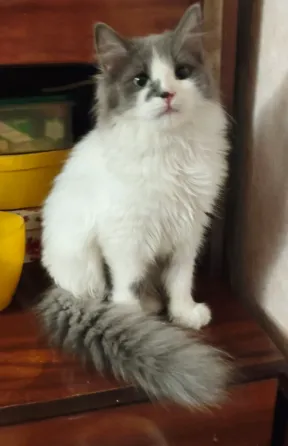 Котенок в добрые руки Донецк
