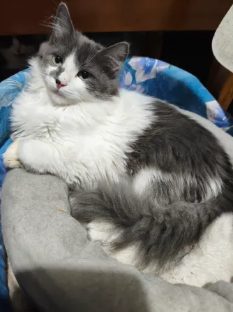 Котенок в добрые руки Донецк